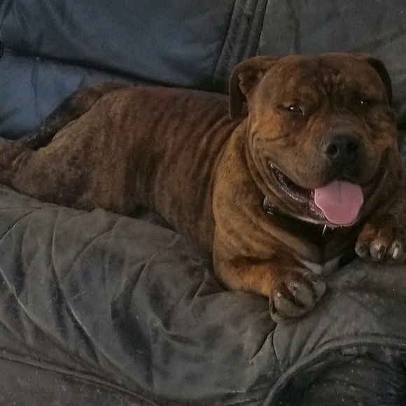 Meet your Posher, Amber - Picture 1 of 1